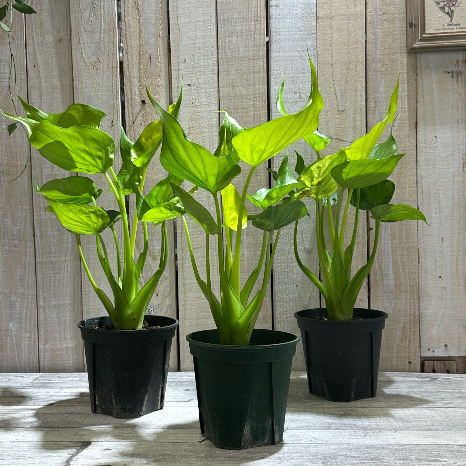 観葉植物 アロカシア ククラタ バリエガータ(斑入りシマクワズイモ) 5