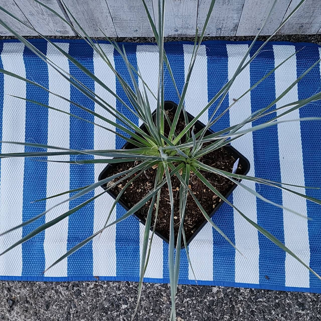 yucca出品になります。 kink