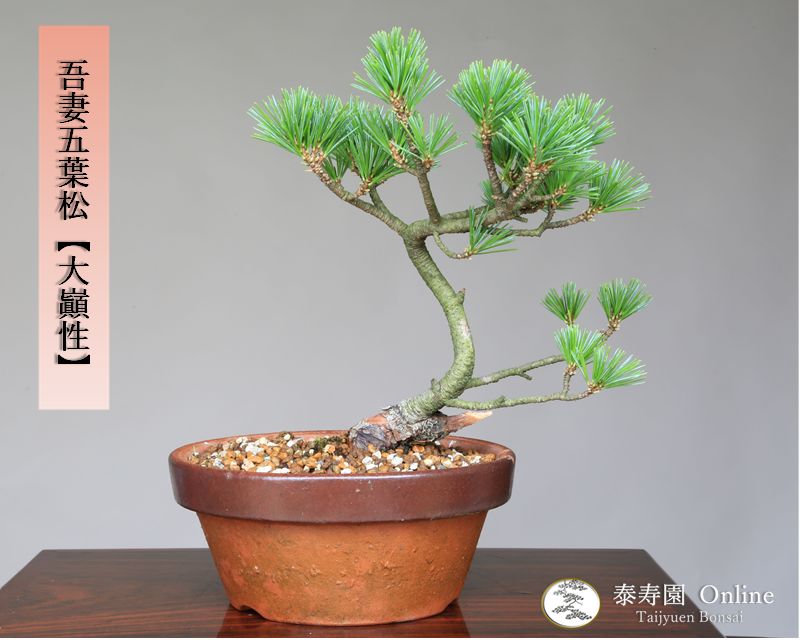 ⭕️特価⭕️【盆栽】八房吾妻五葉松(大巓性) 判ら ⭕️特価⭕️【盆栽】八房吾妻五葉松(大巓性) 判ら