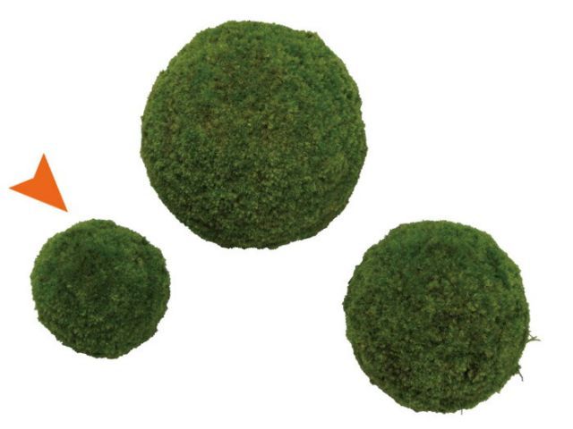 アデニア　SPクリスタル　グリーン 現地球　発根株　美株　（鉢付き) アデニア SPクリスタル グリーン 現地球 発根株（鉢付き)