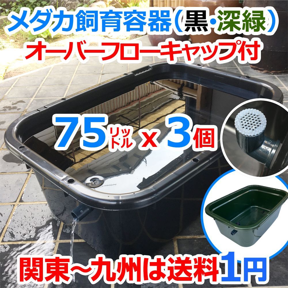 五色アクア メダカ飼育ケース 75㍑x3個【黒・深緑あり】 オーバーフローキャップ付 大雨でも安心な屋外メダカ飼育容器 越冬に最適 金魚 らんちゅう  水草 睡蓮 ビオトープ めだか水槽 針子 タライ トロ舟 - メルカリ