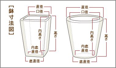 多肉