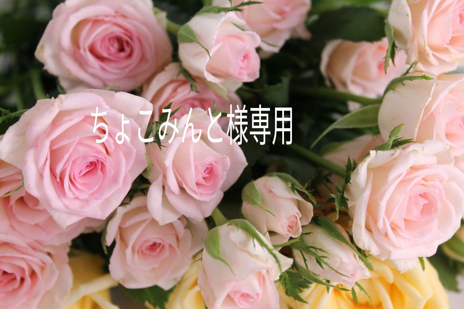 ニント様専用 ミント様専用 ミント様専用 mint + 様 専用 ミントさま専用