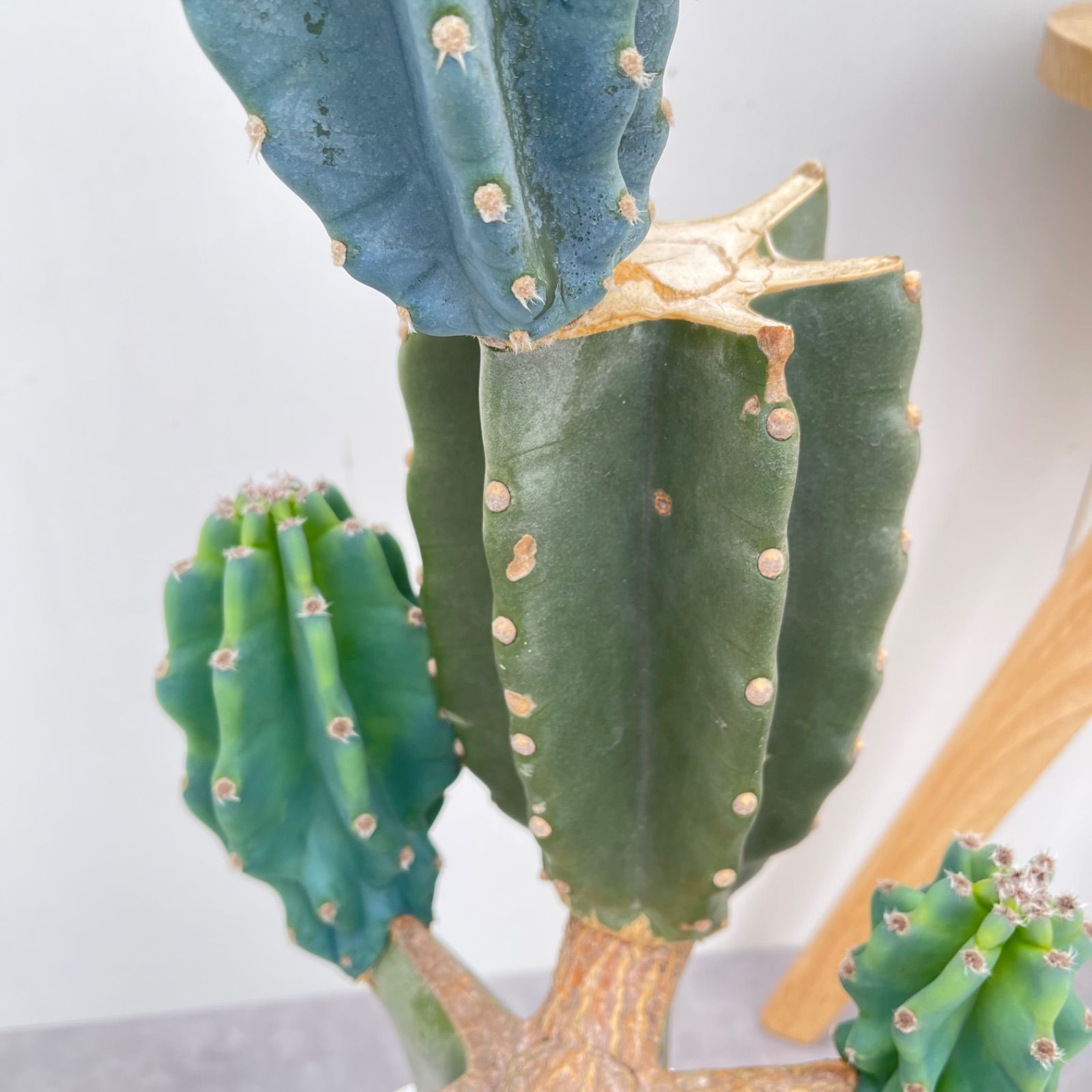 現品 観葉植物