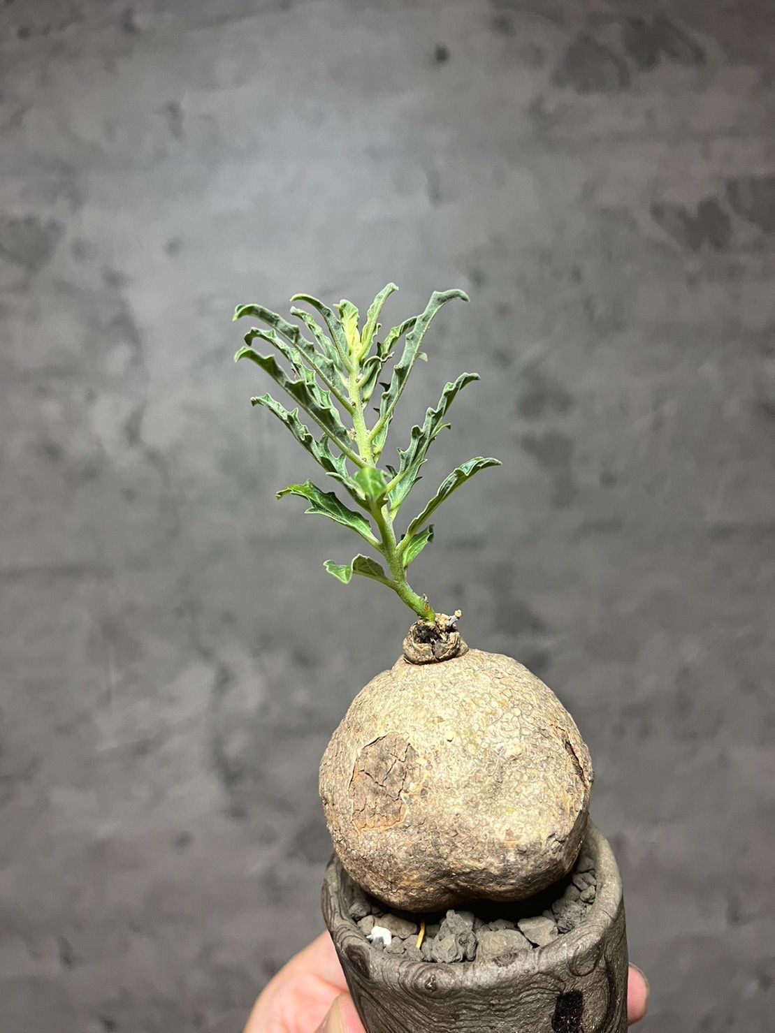 まん丸 ▽Pterodiscus speciosus▽ 古城 プテロディスクス