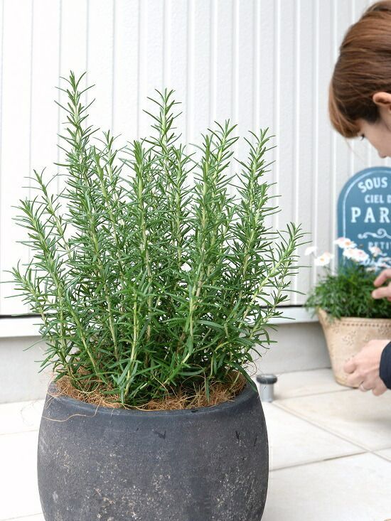 鉢植え