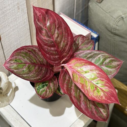観葉植物 アグラオネマ レッドエメラルドドラゴン 3.5号ポット