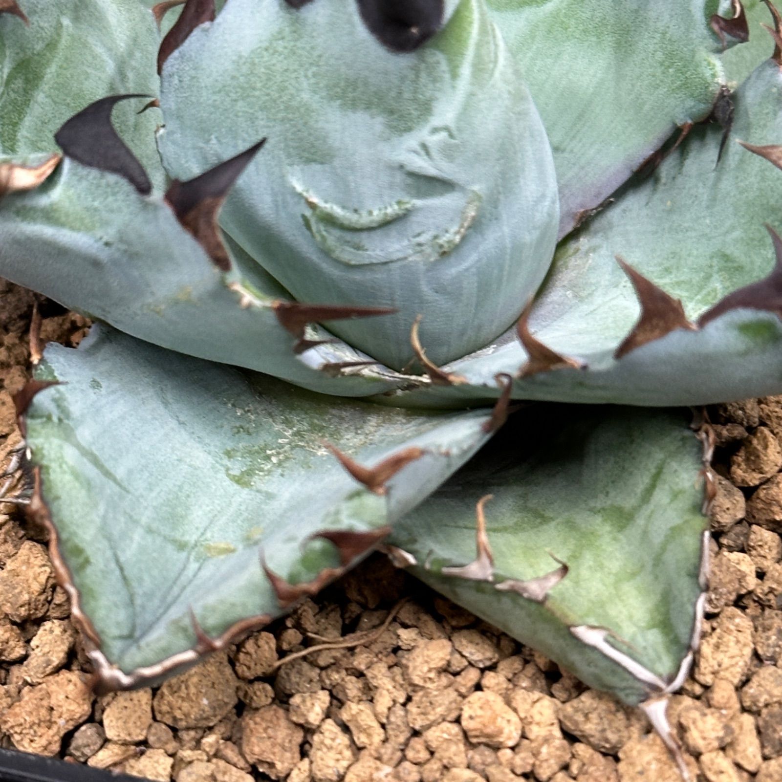 SALE！！ アガベ オテロイ チタノタ ブラック＆ブルー 管理番号655-5