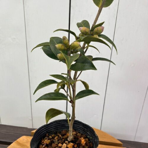 椿 椿「尾州曜変椿」接木18cmポット苗 茶花向き咲き分け品種 | 愛知