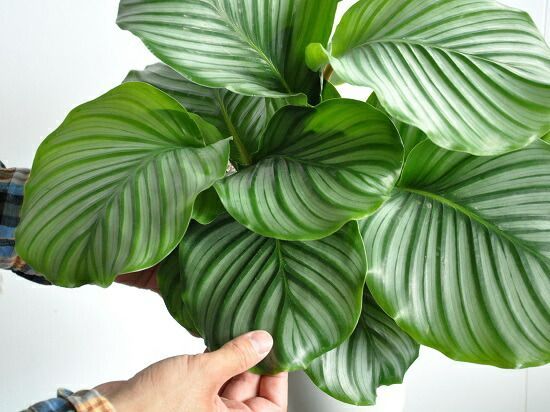 Calathea orbifolia