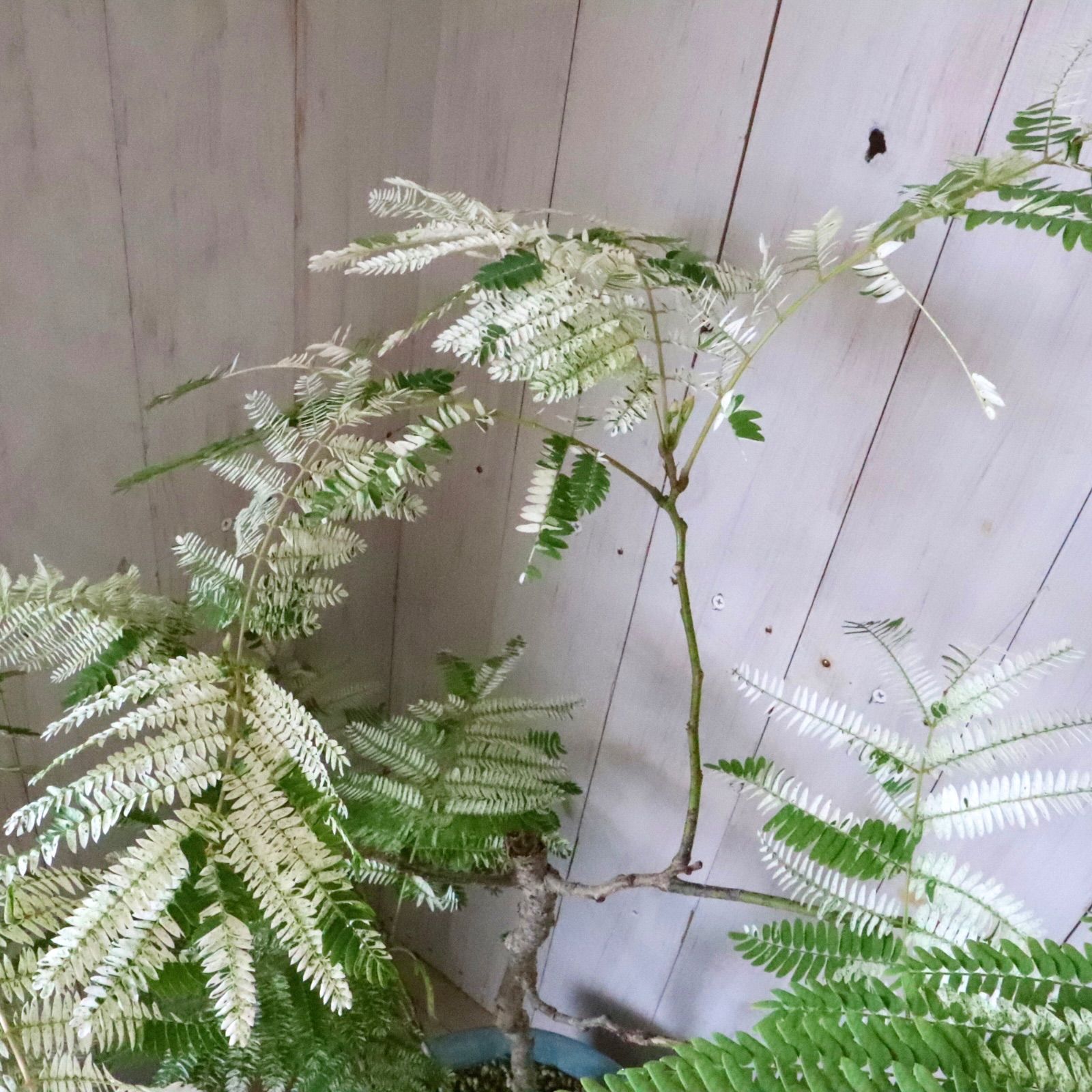 立派♡ 希少♡斑入り♡エバーフレッシュ♡ネムの木♡観葉植物♡インテリア♡ 希少♡斑入り♡エバーフレッシュ♡ネムの木♡観葉植物