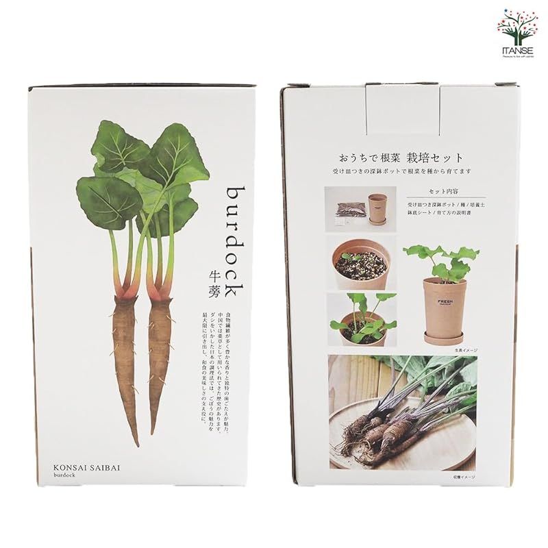 土がたっぷりと入る深鉢なら おうちで根菜も育てられます