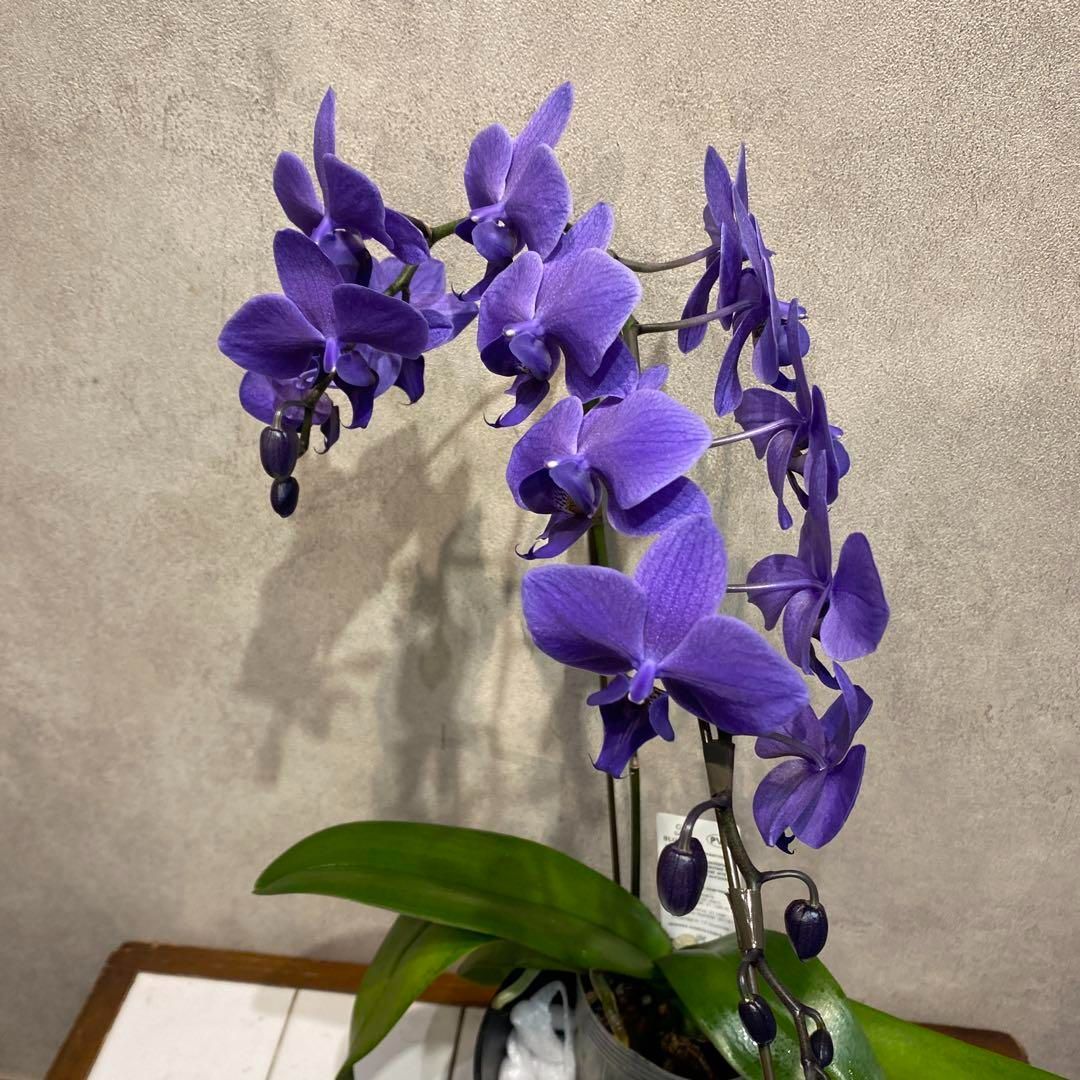 現品タグ付き正規品　希少品種　胡蝶蘭　コチョウラン　ファレノプシス　ブルージーン 楽天市場】【 世界初！天然の青色 胡蝶蘭 】ブルージーン Blue