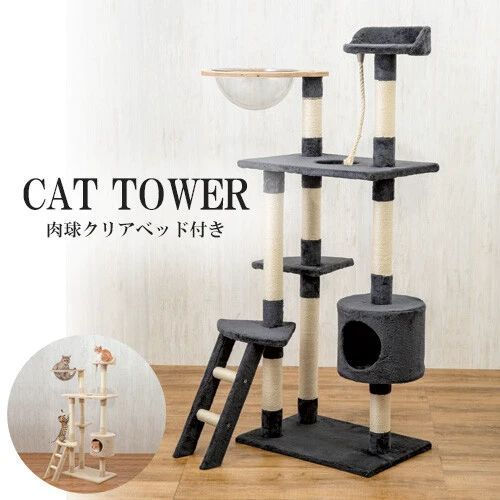 猫 ペット