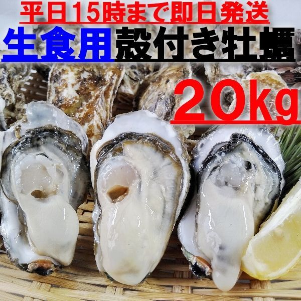 【新生牡蠣スタートです】「生食用 殻付き 牡蠣 ２０ｋｇ」（約220粒）【九州、沖縄は別出品を】牡蠣 殻付き 牡蛎牡蠣 殻付 宮城県 生食用牡蠣 牡蠣生食用 カキ 牡蛎 BBQ kaki 松島牡蠣屋かきバーベキュー 貝 貝類 松島牡蠣屋 生牡蠣