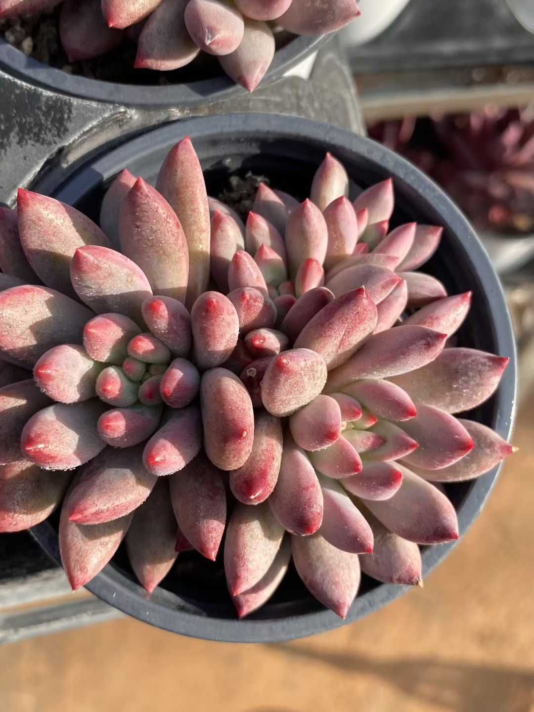 18株の抜き苗セット 金魚姫群生 多肉植物 佐川急便発送 エケベリア 韓国苗 MY444