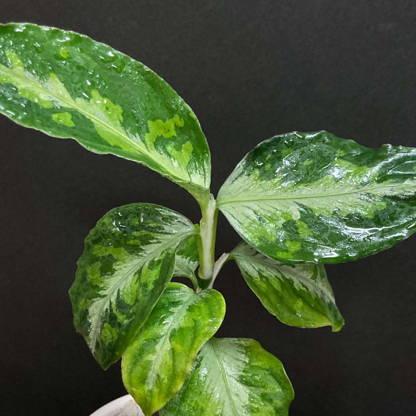 アグラオネマ ピクタム トリカラー パルダリウム - 植物/観葉植物