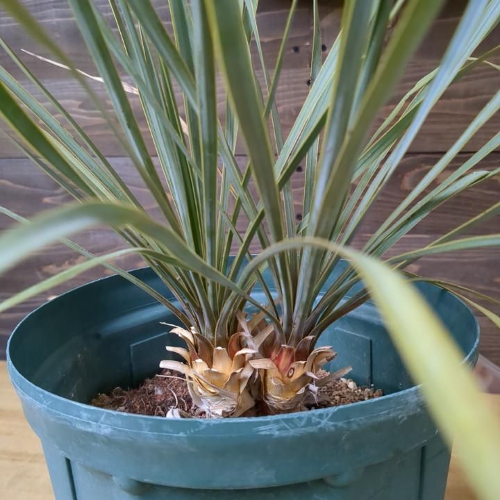 ユッカロストラータ 2頭株（ ダブルヘッド）【稀有】早いもの