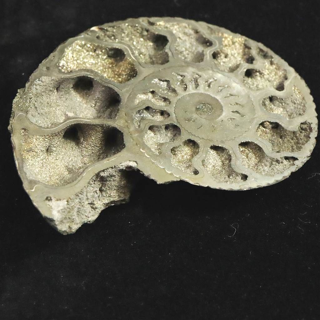 ロシア産 アンモナイト パイライト 化石 70mm 36.9g 【榎本通商55206