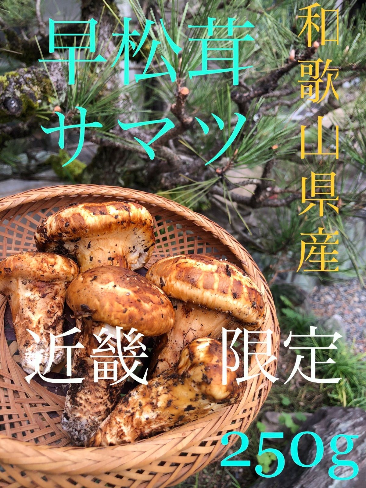 本日限定無くなり次第終了】和歌山県産 早松茸 - メルカリ