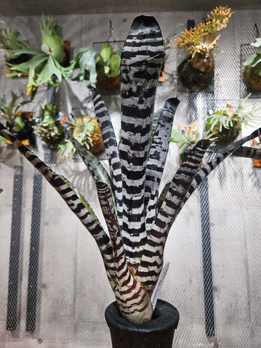 Aechmea chantinii Hybrid Selected artPLANTs|PLANTS GARAGE