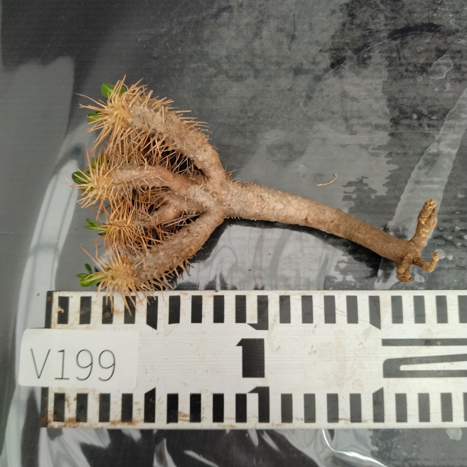 柿本様　抜き苗ご希望　ギラウミニアナ V199【最新到着】 Euphorbia ギラウミニアナ（S）（現地球・抜き