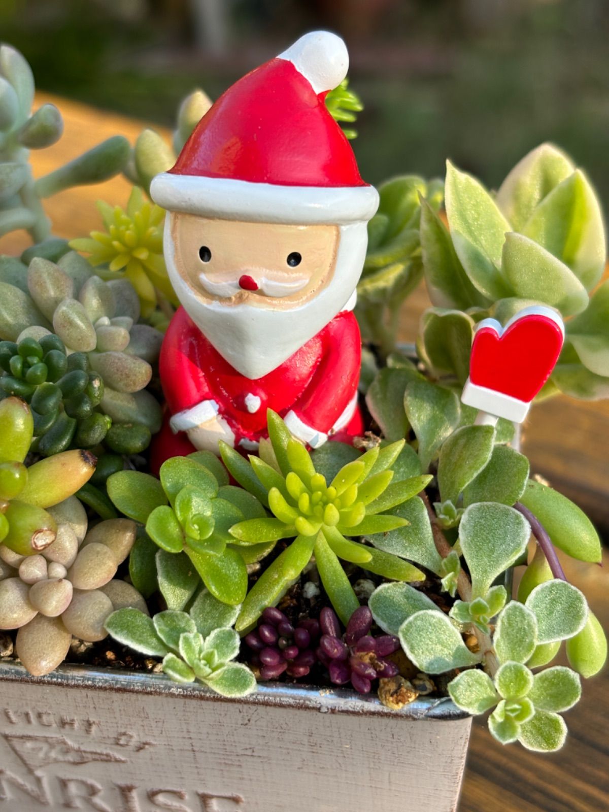 リトープス翠蛾種子1,000粒C388 Steineckeana ステインケアナ 種子