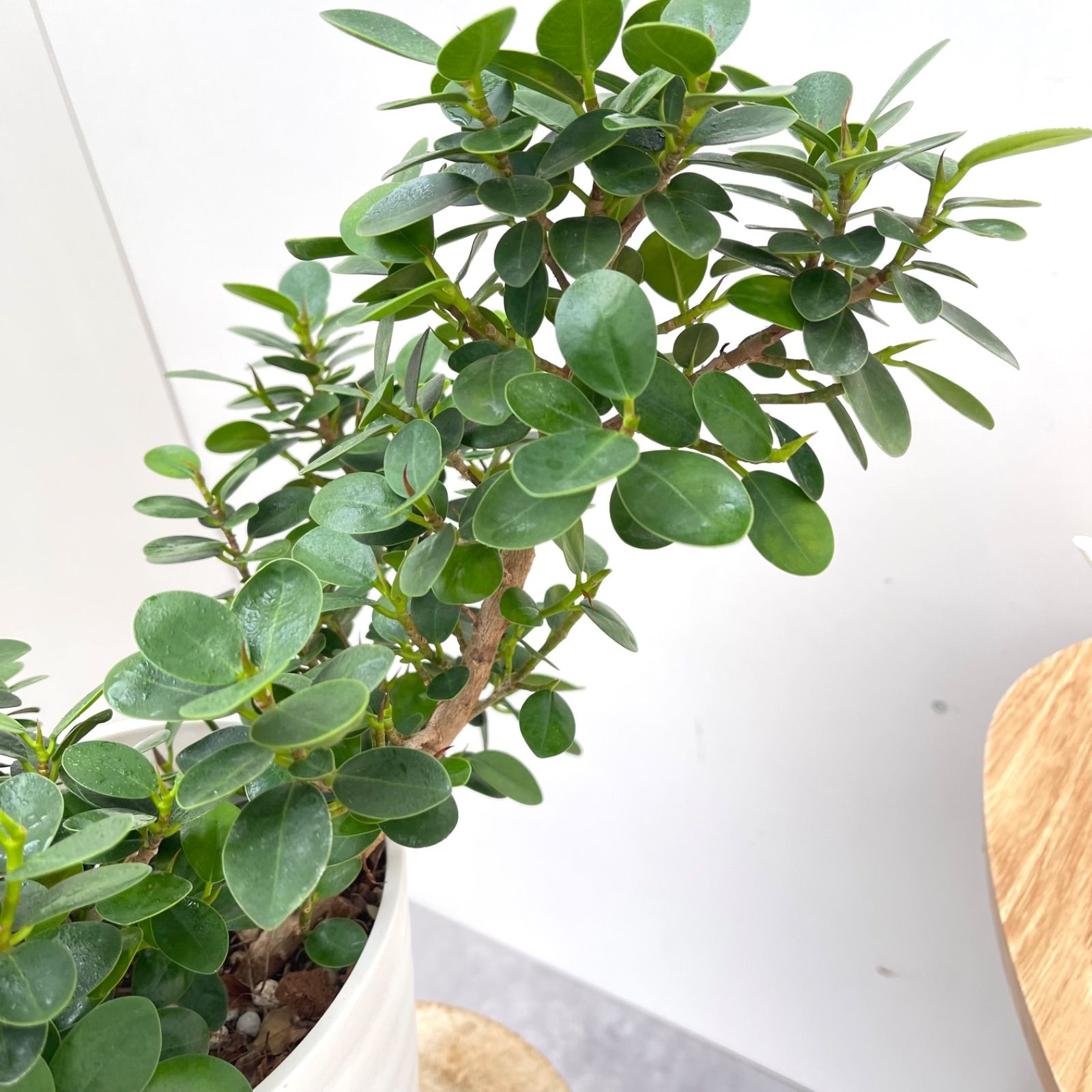 コパンダガジュマル【現品】☆希少☆ 観葉植物 室内 7号