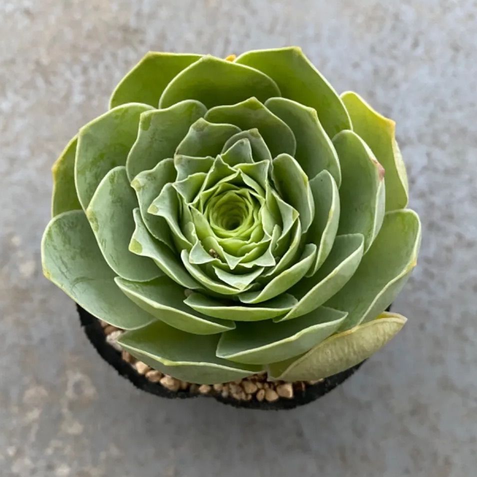 miya苗 チワワエンシスの苗SPR×いろはの苗 ご確認用① 多肉植物