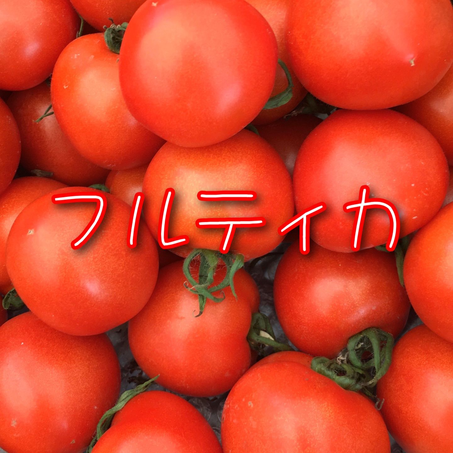 フルティカとフラガールのデュエット！農家👩‍🌾直送！フルーツトマト！宅急便コンパクト！