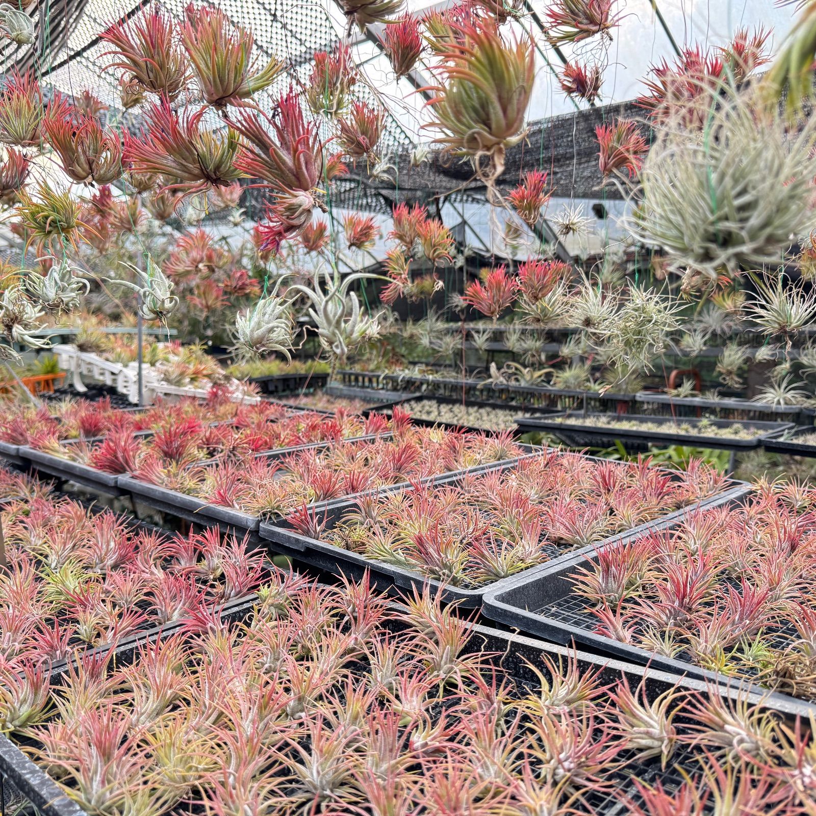 子株＊ チランジア ハリシー×(キセログラフィカ×ブラキカウロス