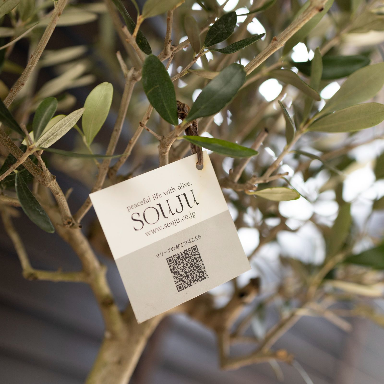 創樹 Olive オリーブの木 SOUJU Lucca ルッカ オリーブ 8号