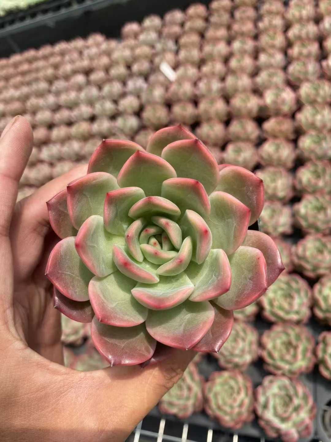 ルナレン MT615×18鉢 抜き苗 多肉植物 エケベリア サボテン 韓国苗 新