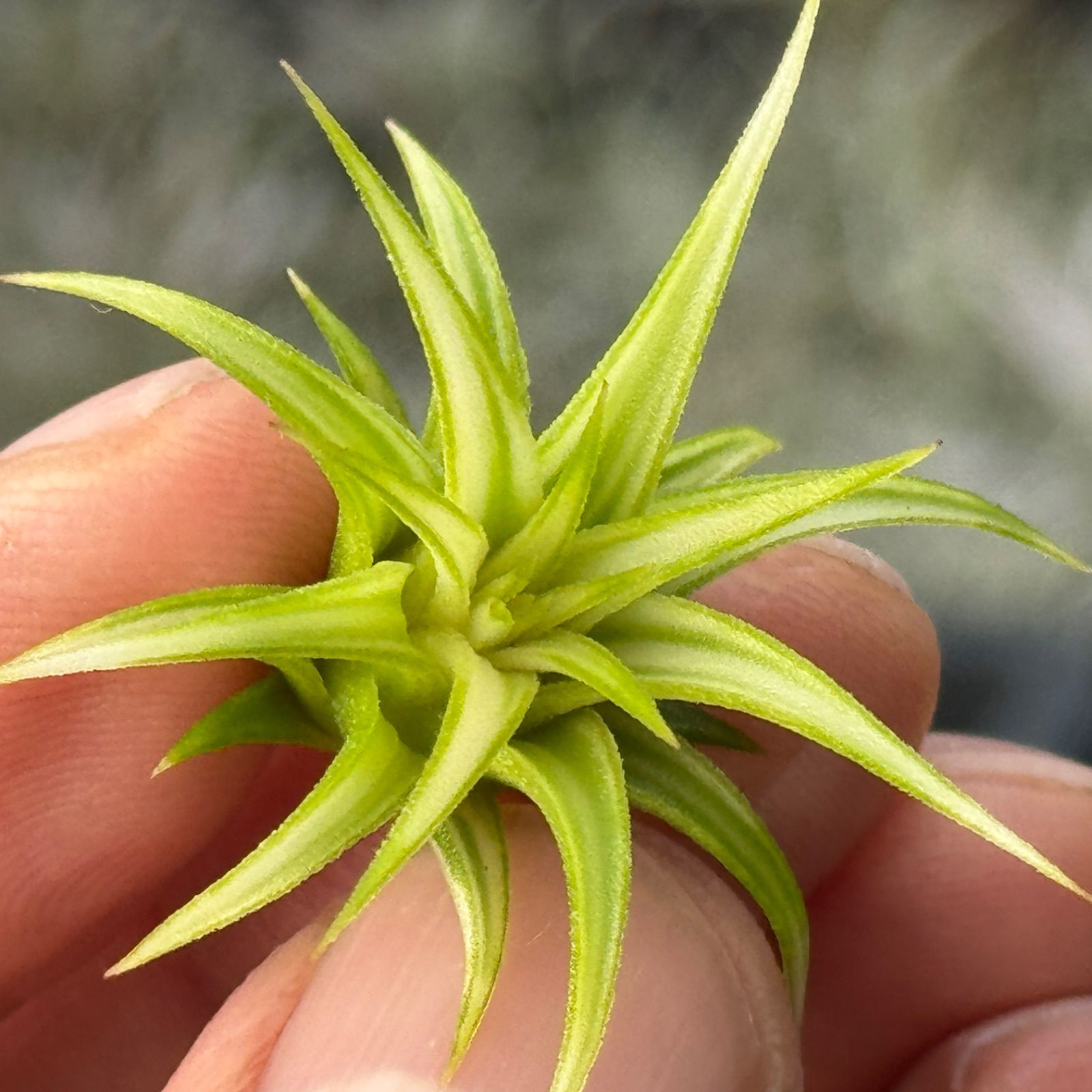 ionantha Albomarginata＊エアプランツ