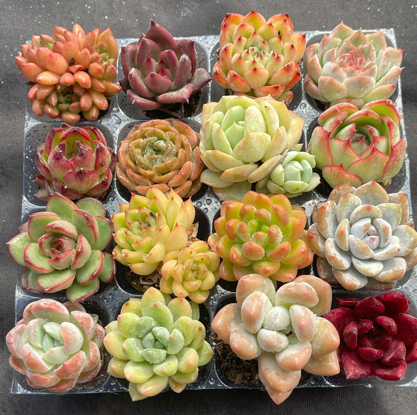 多肉植物 韓国苗 エケベリア MIX100苗セット 全て5センチ前後綺麗な苗です 5韓国苗エケベリア 100個 多肉植物 カット ミックス苗