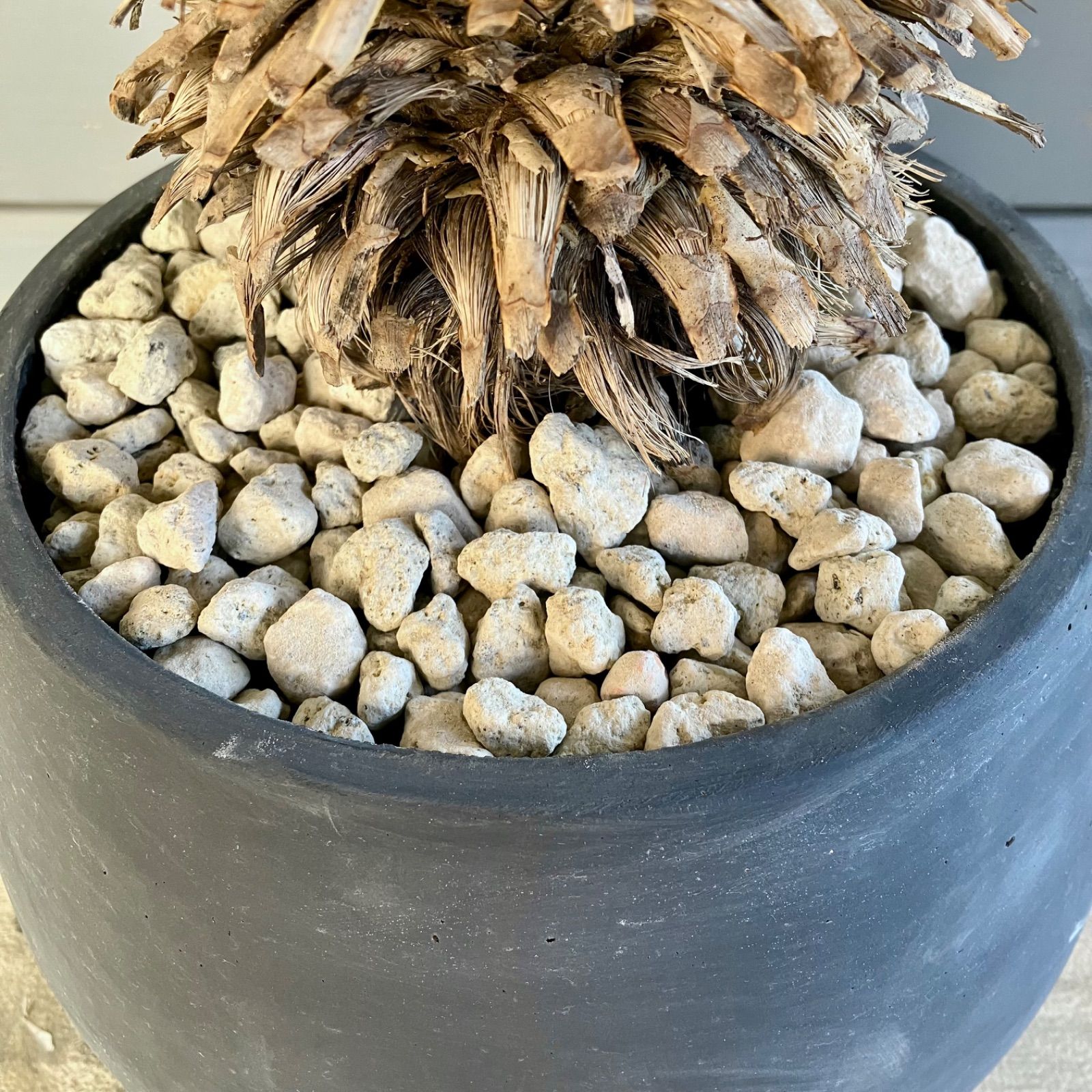 耐寒性ユッカロストラータ幹立ち大株◇南国ドライガーデン多肉サボテン　アガベ ヤシ 耐寒性ユッカロストラータ幹立ち大株◇ドライガーデン多肉