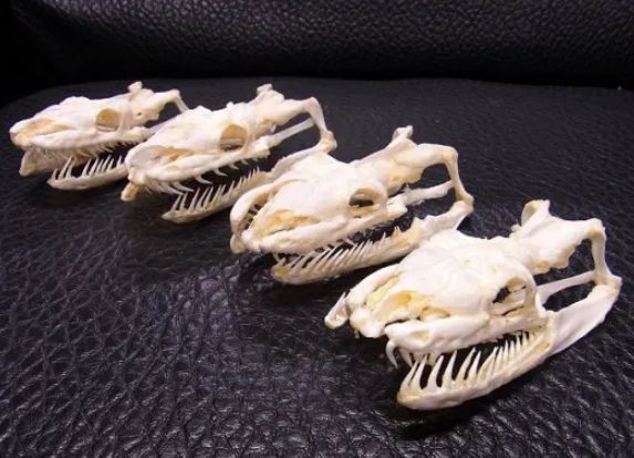 アミメニシキヘビの頭骨 9.5cm - メルカリ