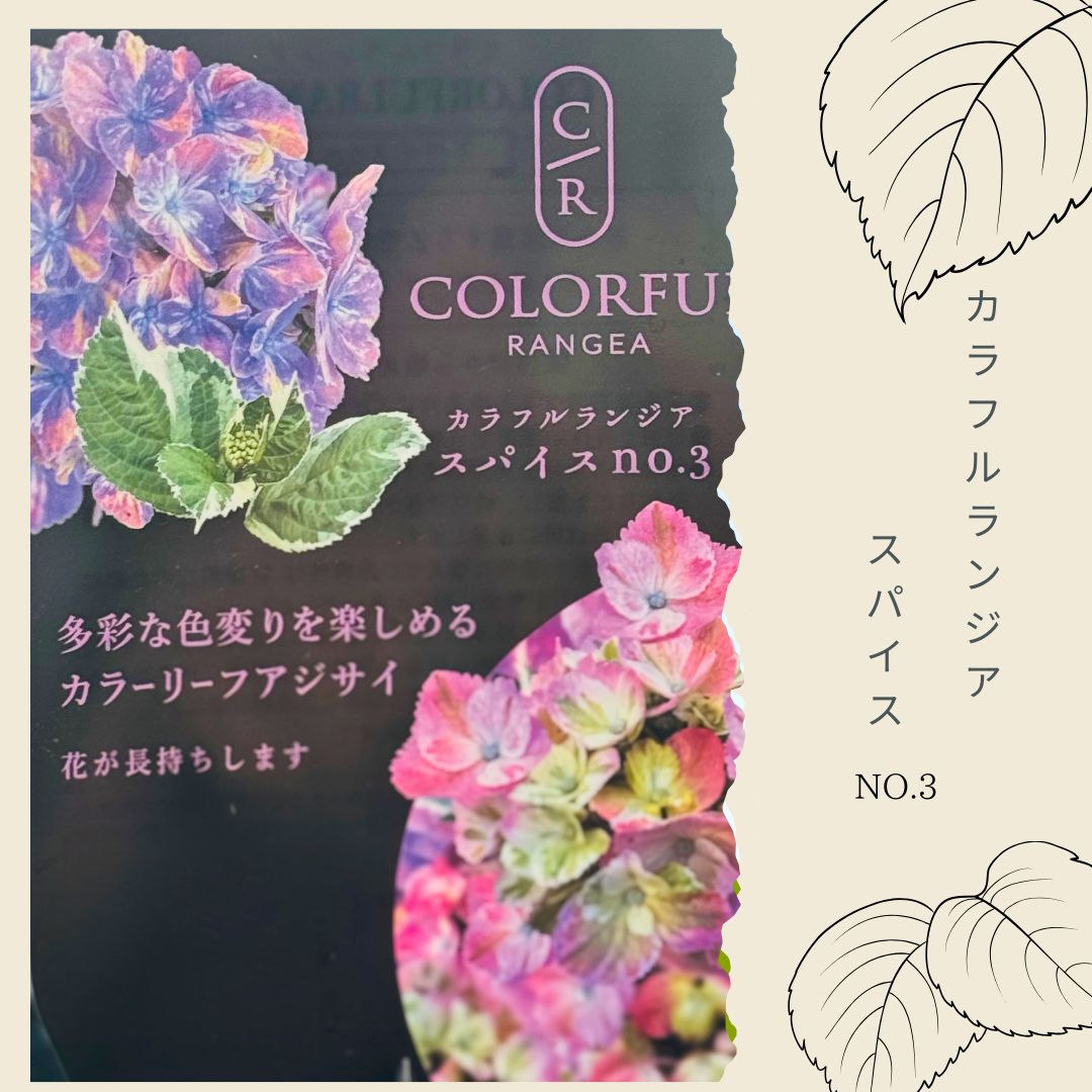 紫陽花 カラフルランジア ：スパイスNO.3 新品種 斑入り アジサイ 大栄花園 苗木 鉢植え 地植え カラーリーフ 希少 - メルカリ