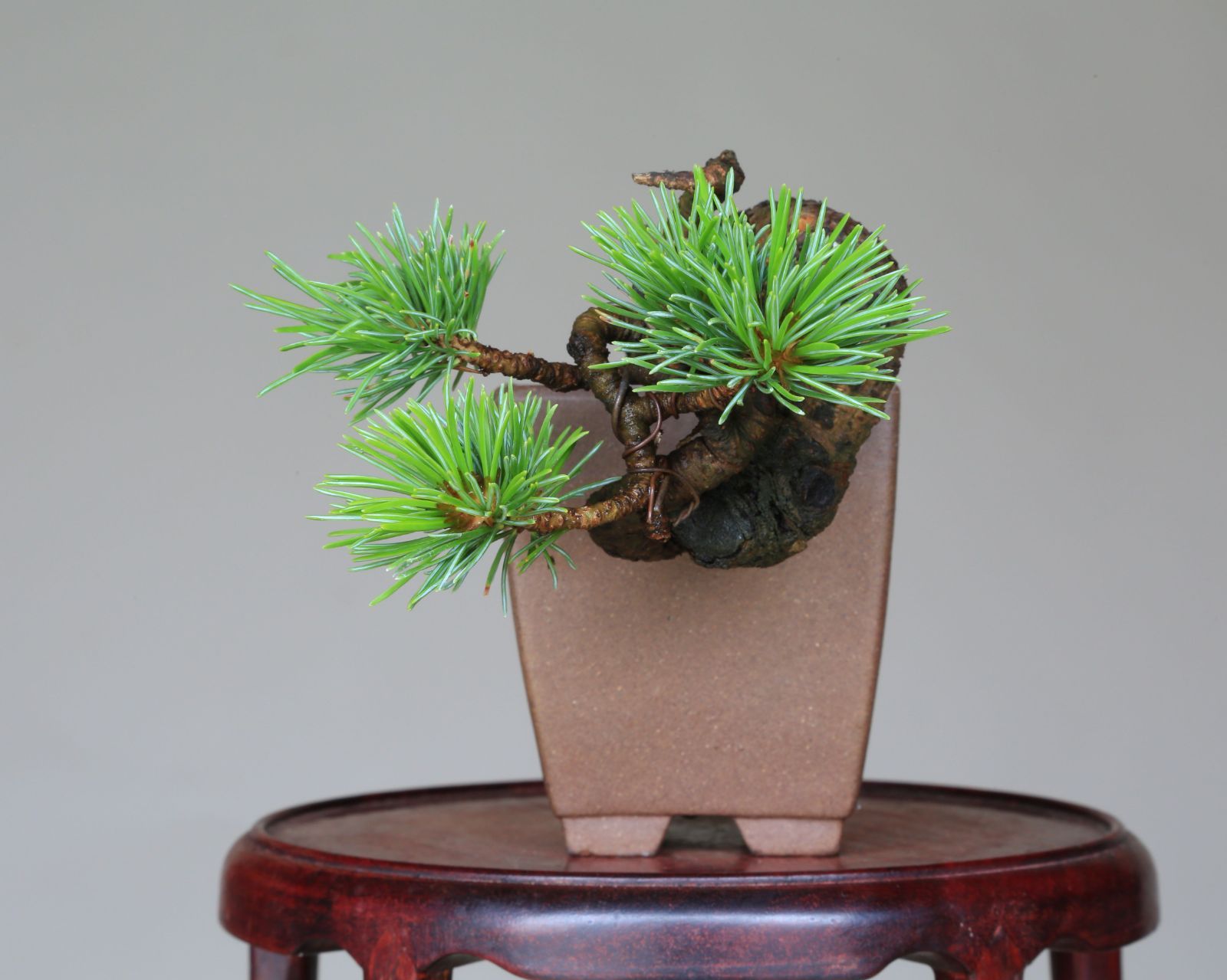 吾妻五葉松【大巓性】小品盆栽【泰寿園 Online】現品 一点物 吾妻五葉松【大巓性】小品盆栽【泰寿園 Online】現品 一点物