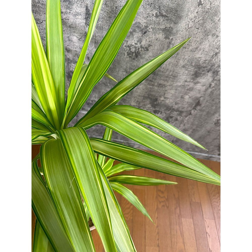 観葉植物 大型 ユッカ 斑入り 8号鉢 【現品】 茶プラスチック鉢 黒受皿