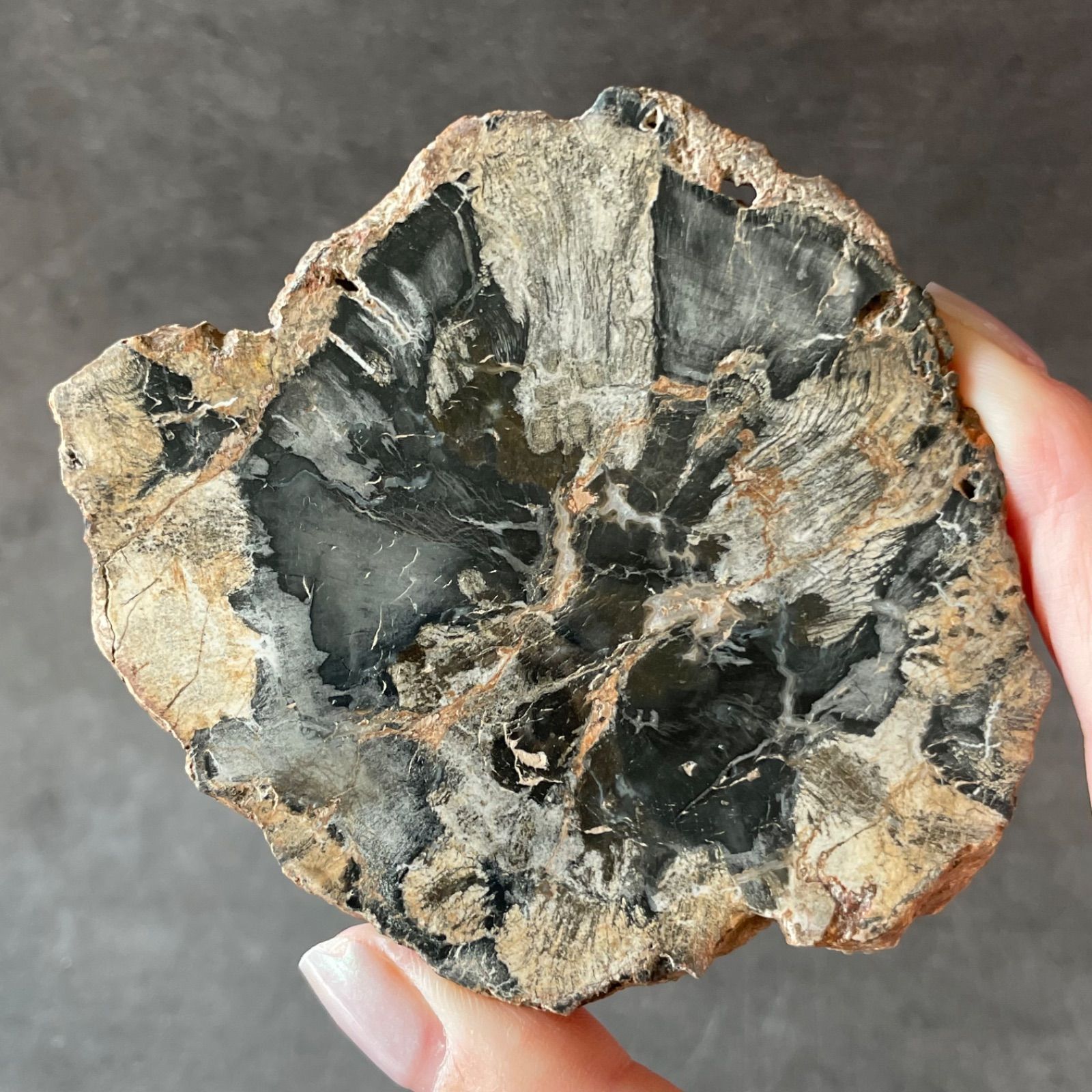 ペトリファイドウッド スラブ　珪化木　インテリア ペトリファイドウッド 珪化木|slab スラブ|天然石 パワーストーン 鉱物
