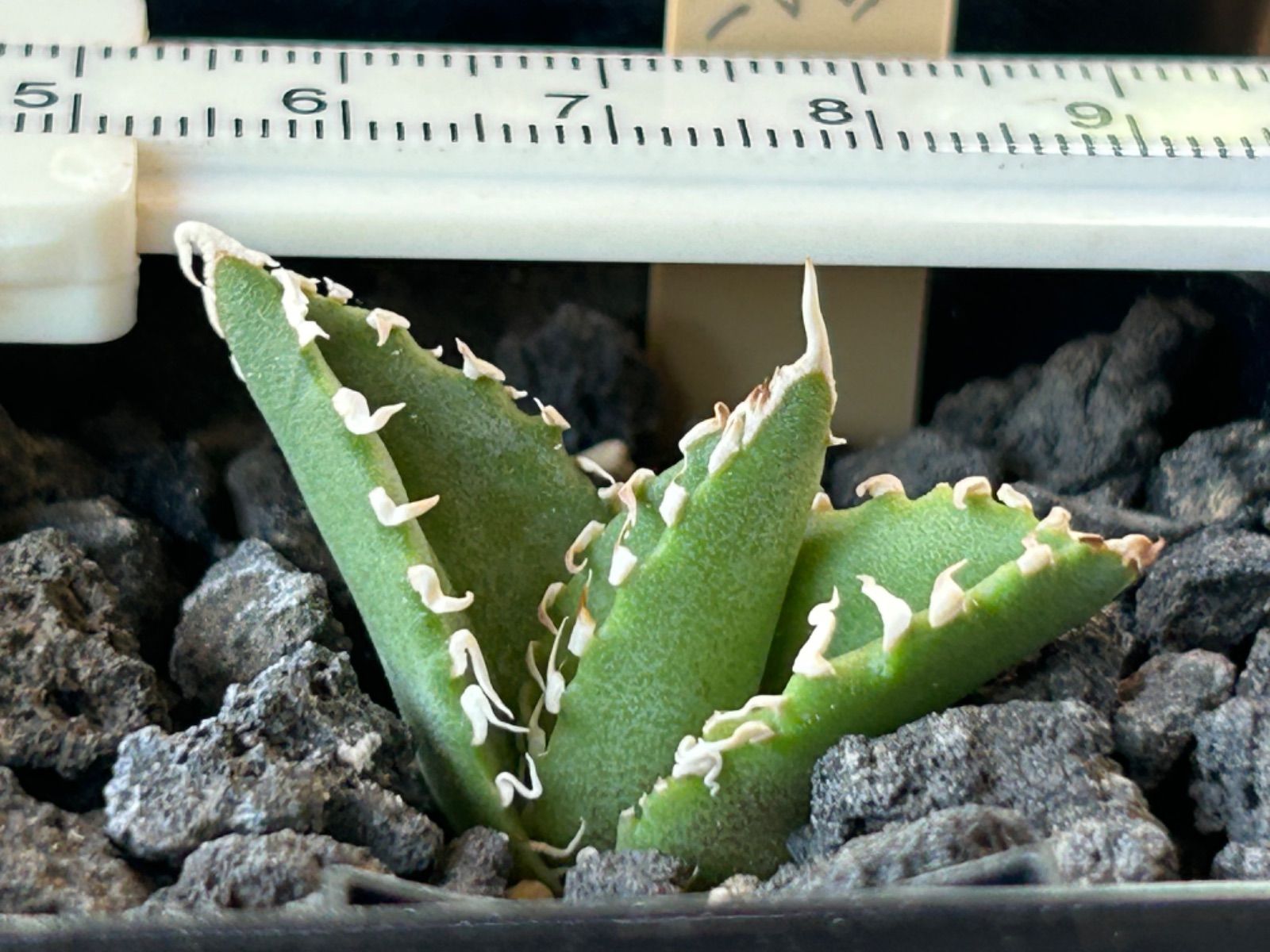 アガベ チタノタ 白い悪魔