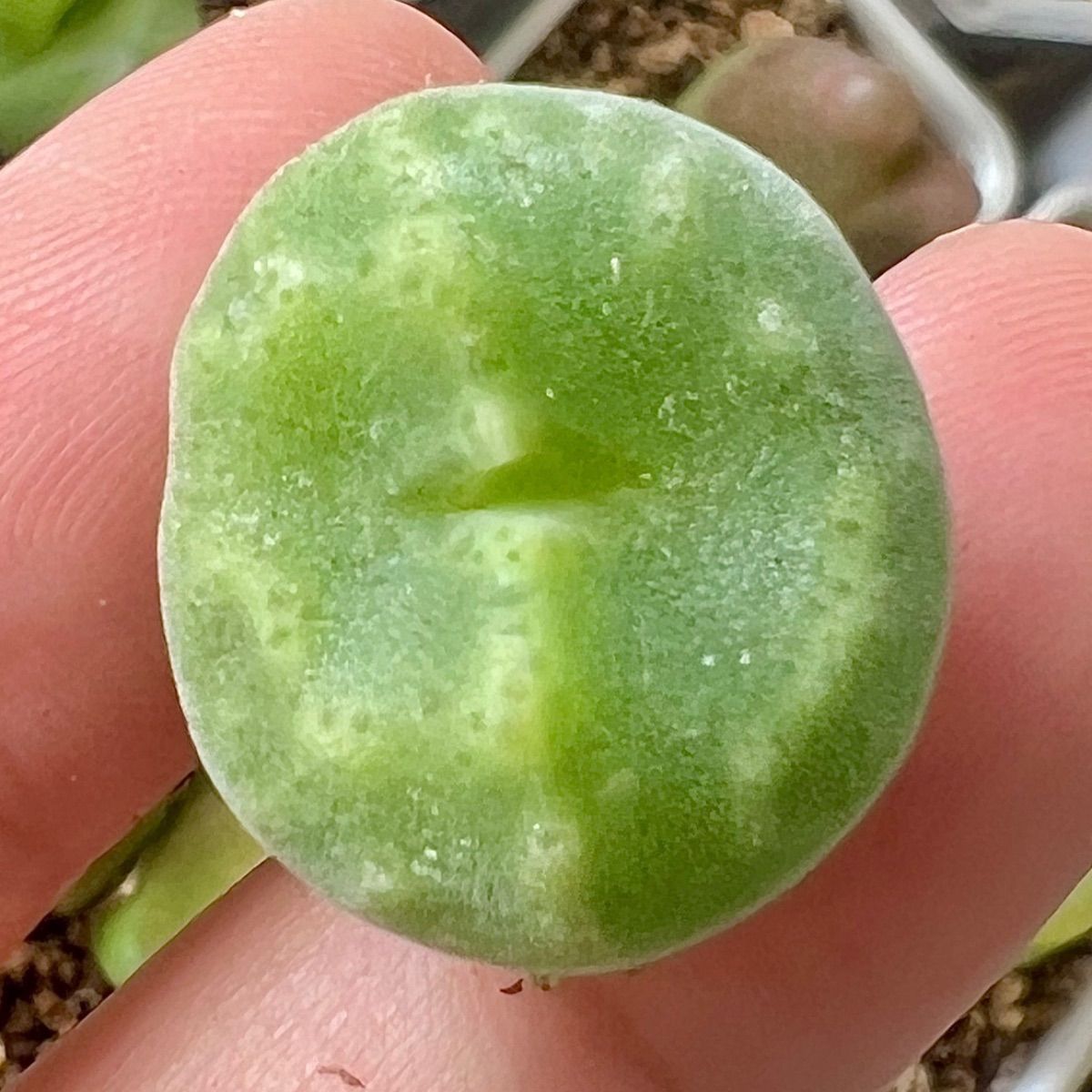 レア コノフィツム セレベルム 1.7cm PVB10043 Conophytum ernstii ssp.cerebellum 多肉植物 メルカリ便  - メルカリ