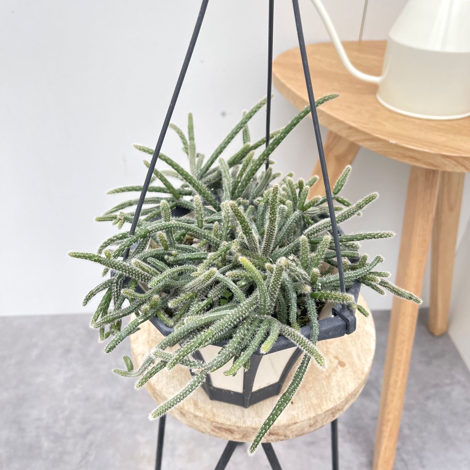 リプサリス ピロカルパ 3【現品】観葉植物 多肉植物 室内
