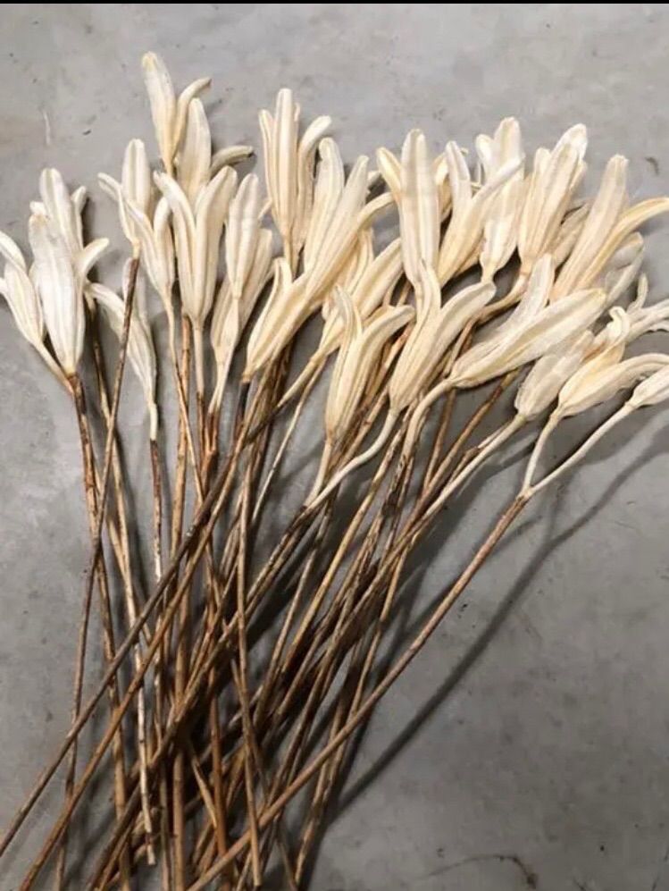 百合花殻 ユリ花殻 漂白 ドライフラワー35輪 - メルカリ