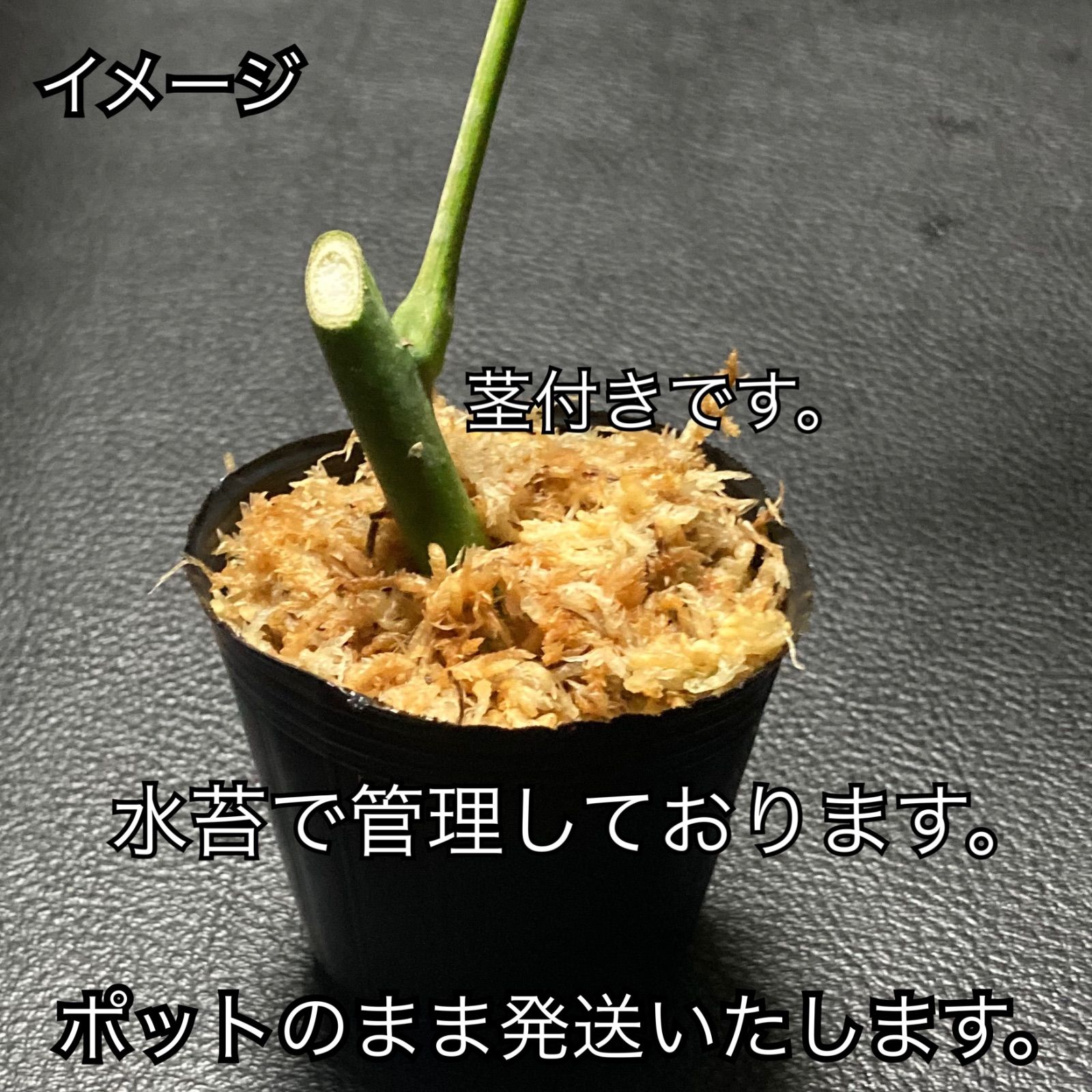 B】パキラ ミルキーウェイ 斑入り】potのまま配送 （パキラ
