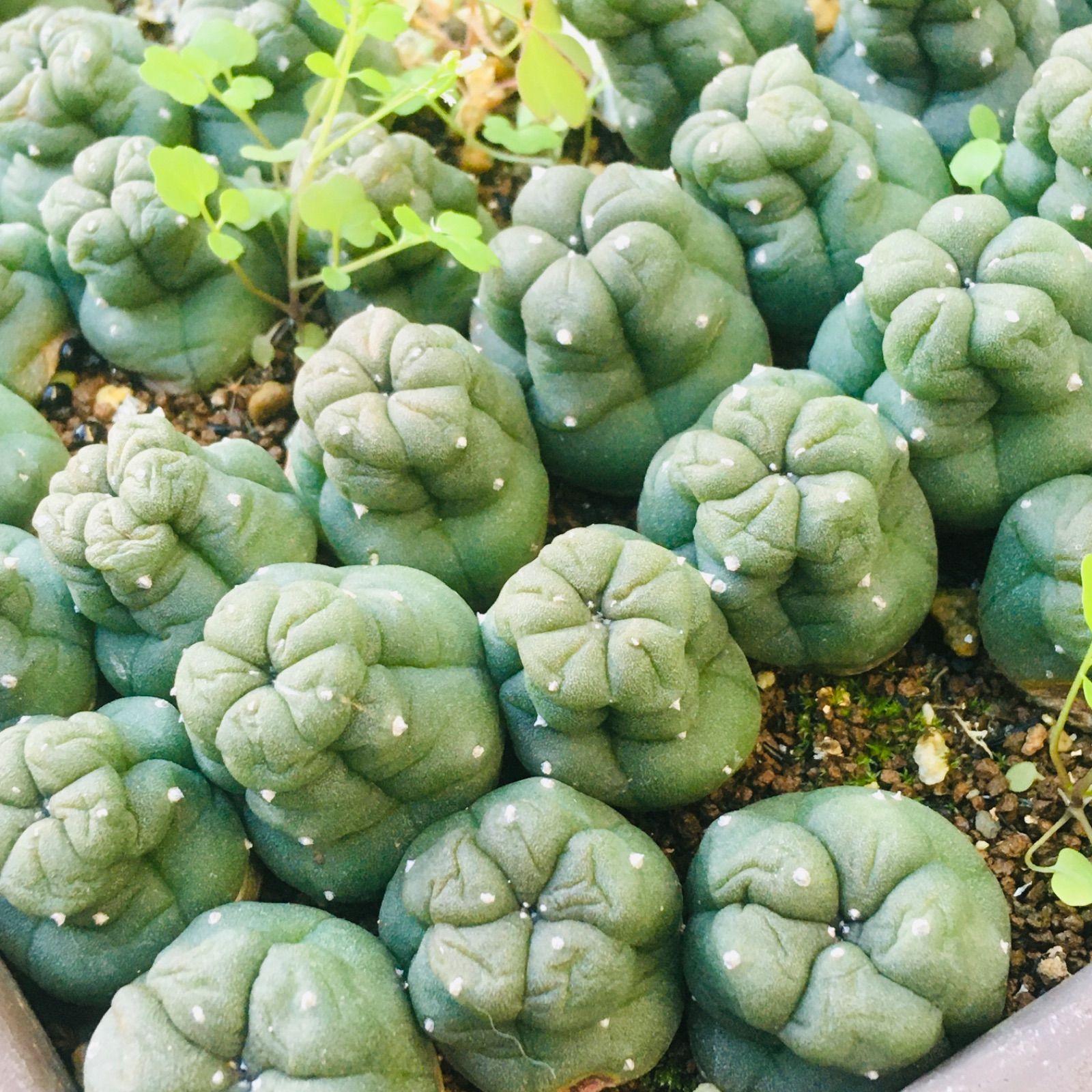 高騰品種 稀少 新種皺疣烏羽玉 磯巾着 実生 サボテン ロホホラ ペヨーテ Lophophora peyote Isoginchaku