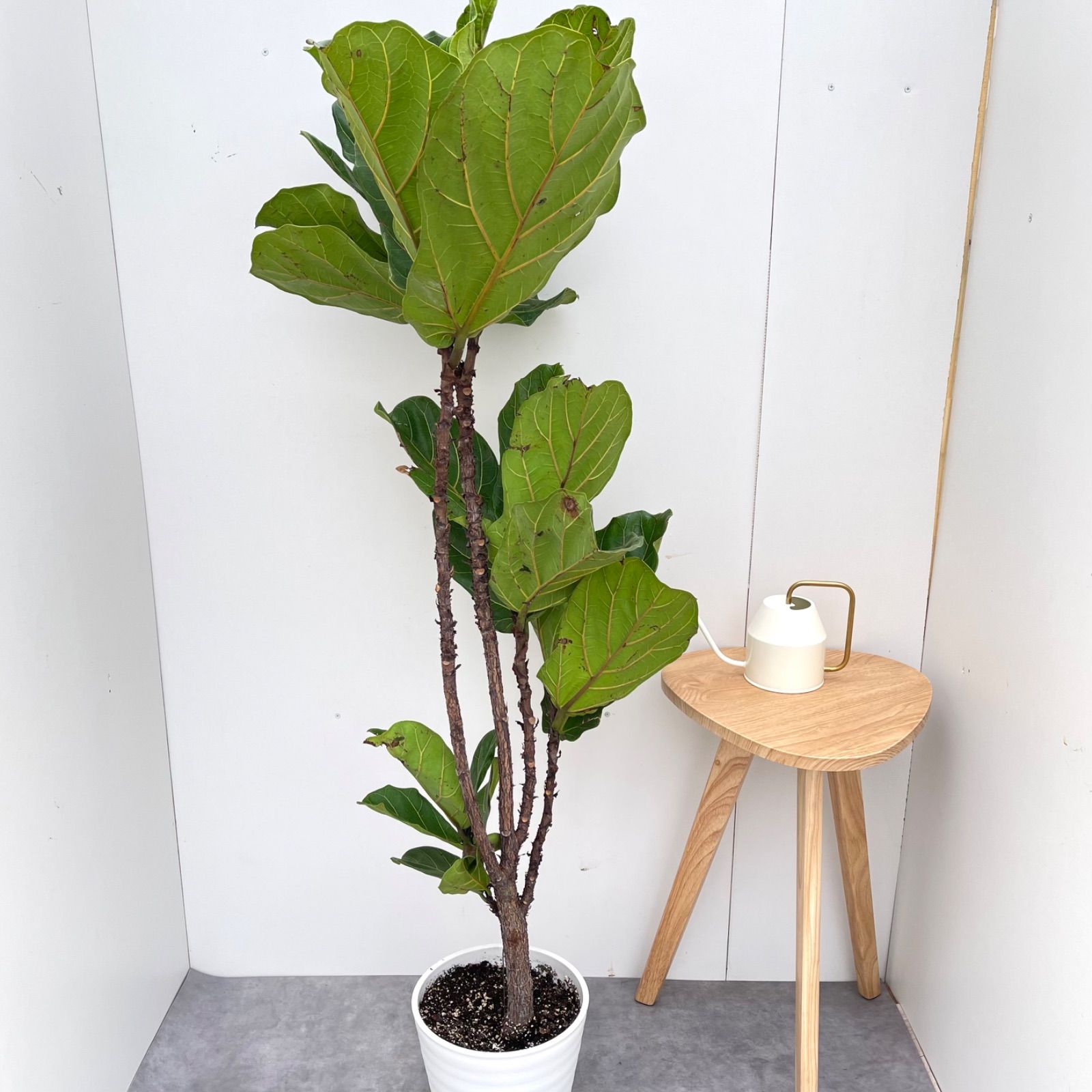 観葉植物 大型