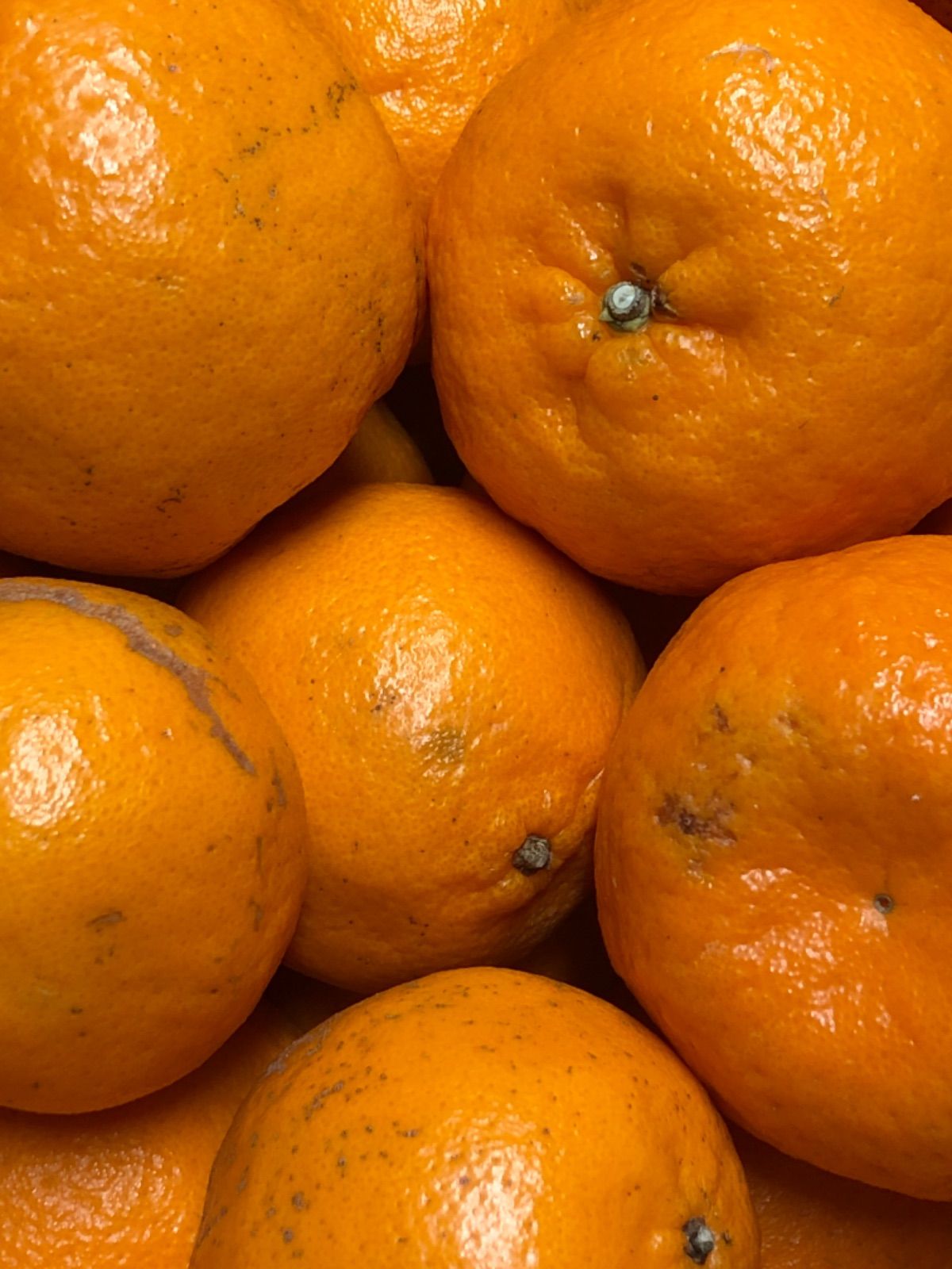 天草産ポンカン 家庭用　20kg 天草産ポンカン 家庭用20kg