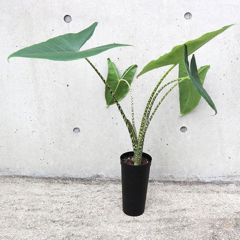アロカシア ゼブリナ 3.5号ロングポット仕立て 品種で選べる観葉植物 1個売り 学名 Alocasia Zebrina サトイモ科アロカシア属 原産地 東南アジア 別名 アローカシア アマゾニカ●アロカシア アマゾニカは ツヤのある濃い緑に 白